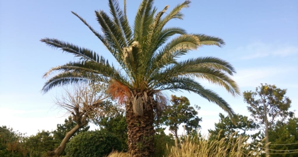 シュロ伐採が意外と難しい4つの理由!処分を含めて業者に依頼しよう 伐採・剪定・間伐に庭木1本から最短即日で対応!|伐採お助け隊 シュロ伐採が意外と難しい4つの理由!処分を含めて業者に依頼しよう 伐採・剪定・間伐に庭木1本から最短即日で対応!|伐採お助け隊