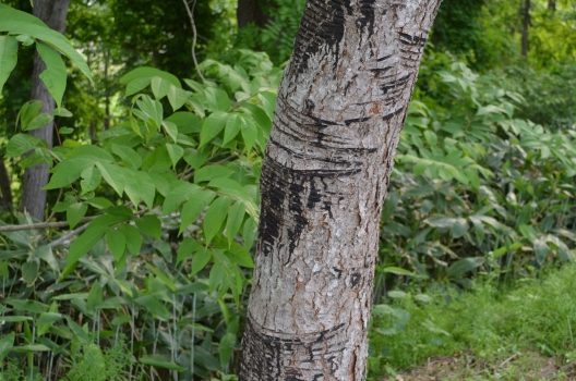 漆の木の伐採方法 肌のかぶれに要注意 安全に作業する手順をご紹介 伐採 剪定 間伐に庭木1本から最短即日で対応 伐採お助け隊