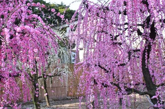 しだれ梅の育て方ガイド｜大きく華やかなピンク色の滝に！剪定の注意