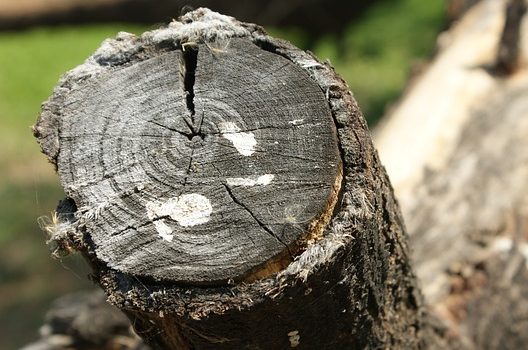 立木伐採は自分でできる？プロの手順を知ろう｜依頼するならいくら？